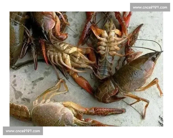 为这口蟹跑马！杭州女孩携夫归乡赴约